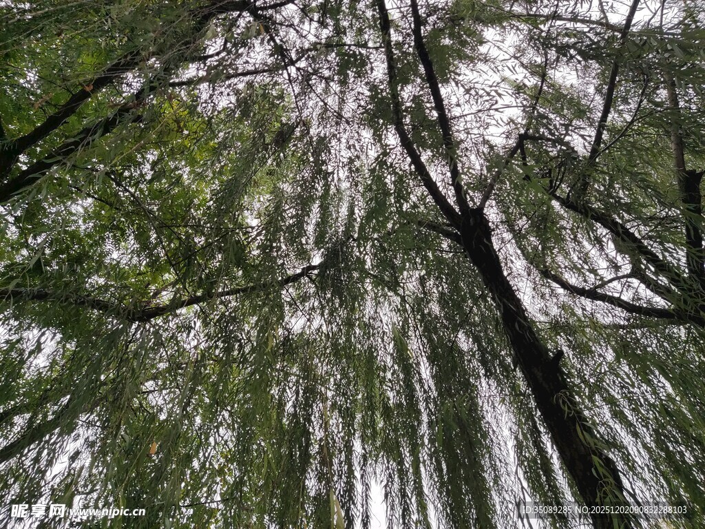 仰视茂密树林树冠