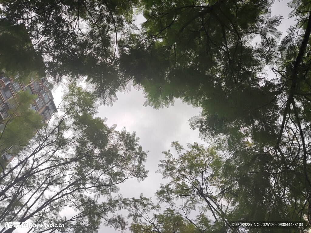 仰视茂密树林树冠