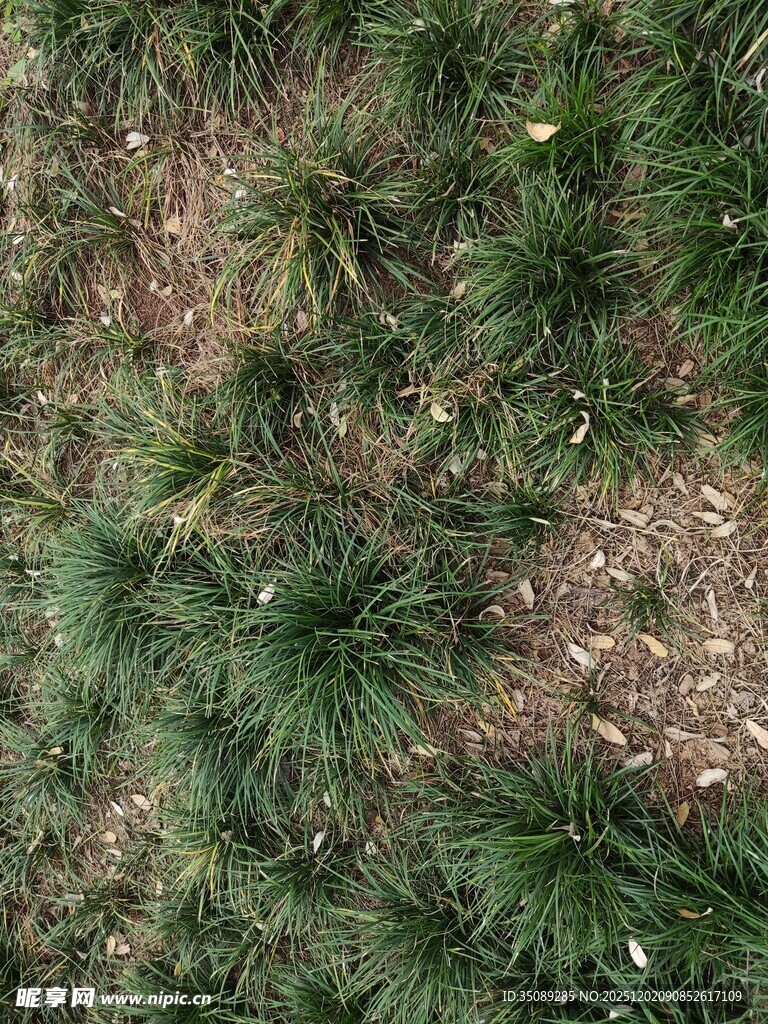 地面上的绿色草丛