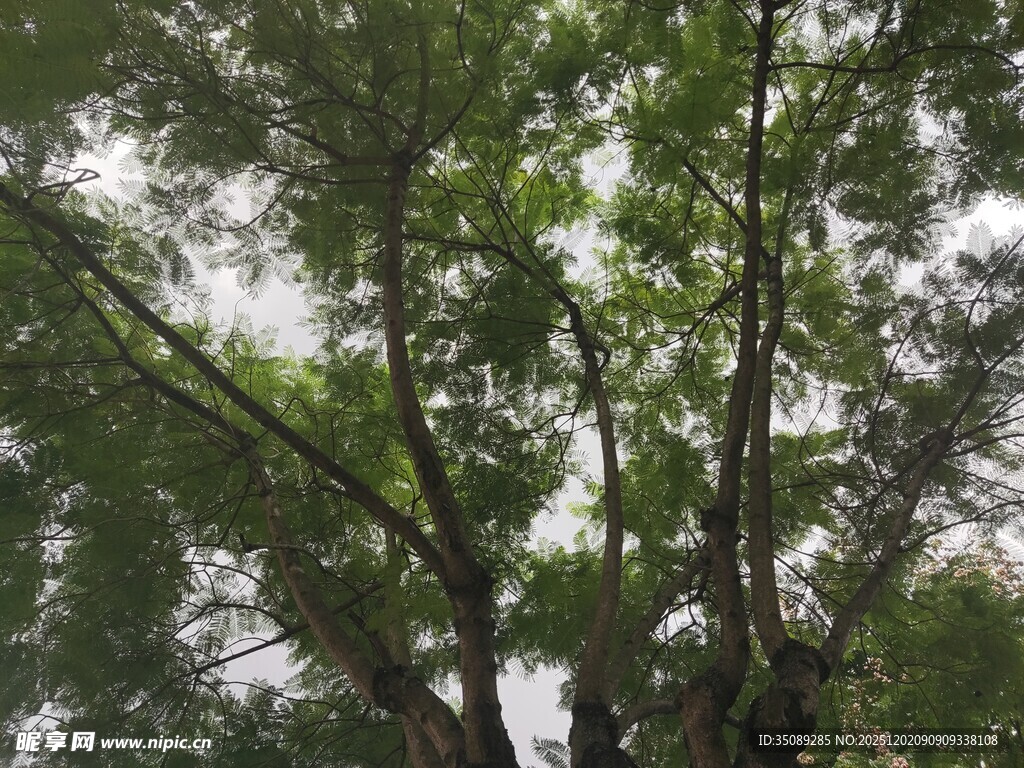 繁茂绿树展现自然生机