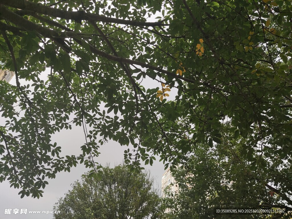 仰视茂密枝叶的树冠