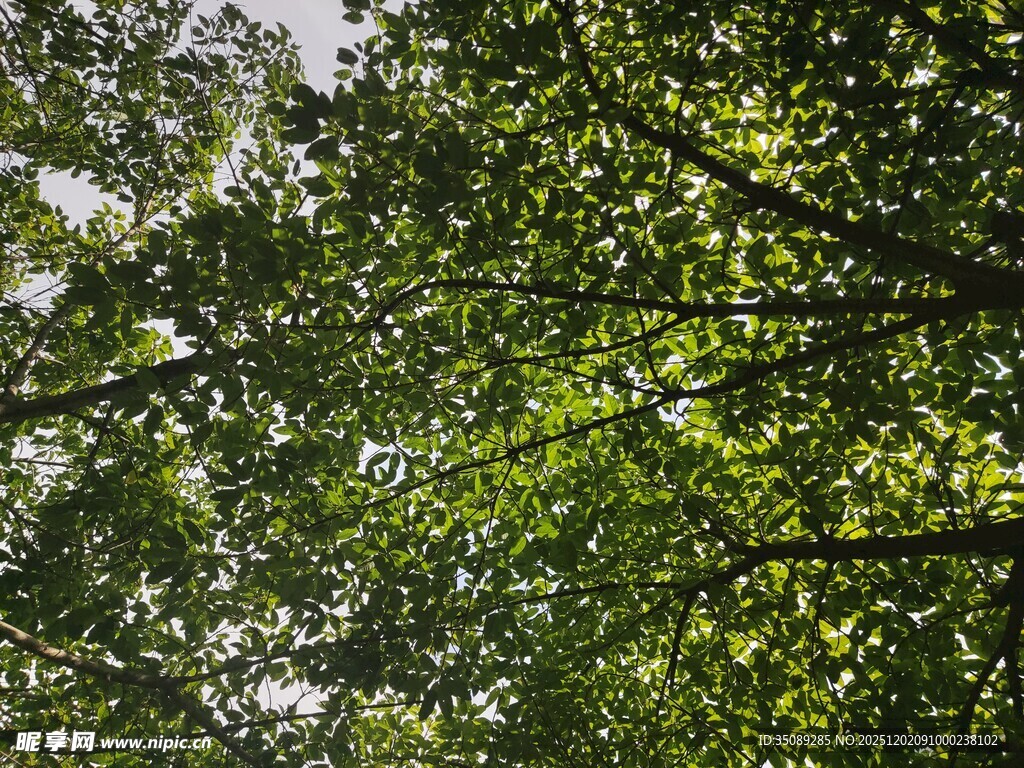 仰视繁茂绿树树冠