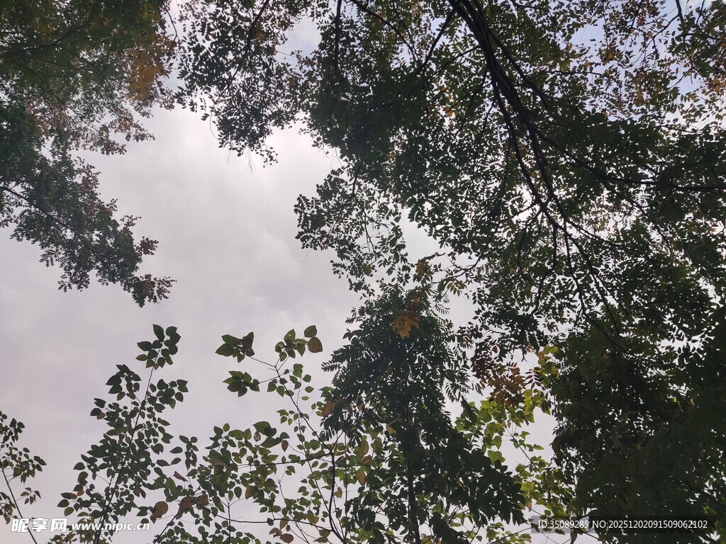 仰视茂密树林树冠