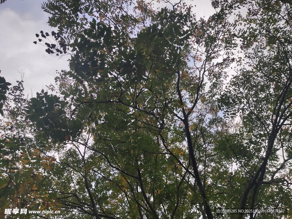 仰视茂密树林枝叶