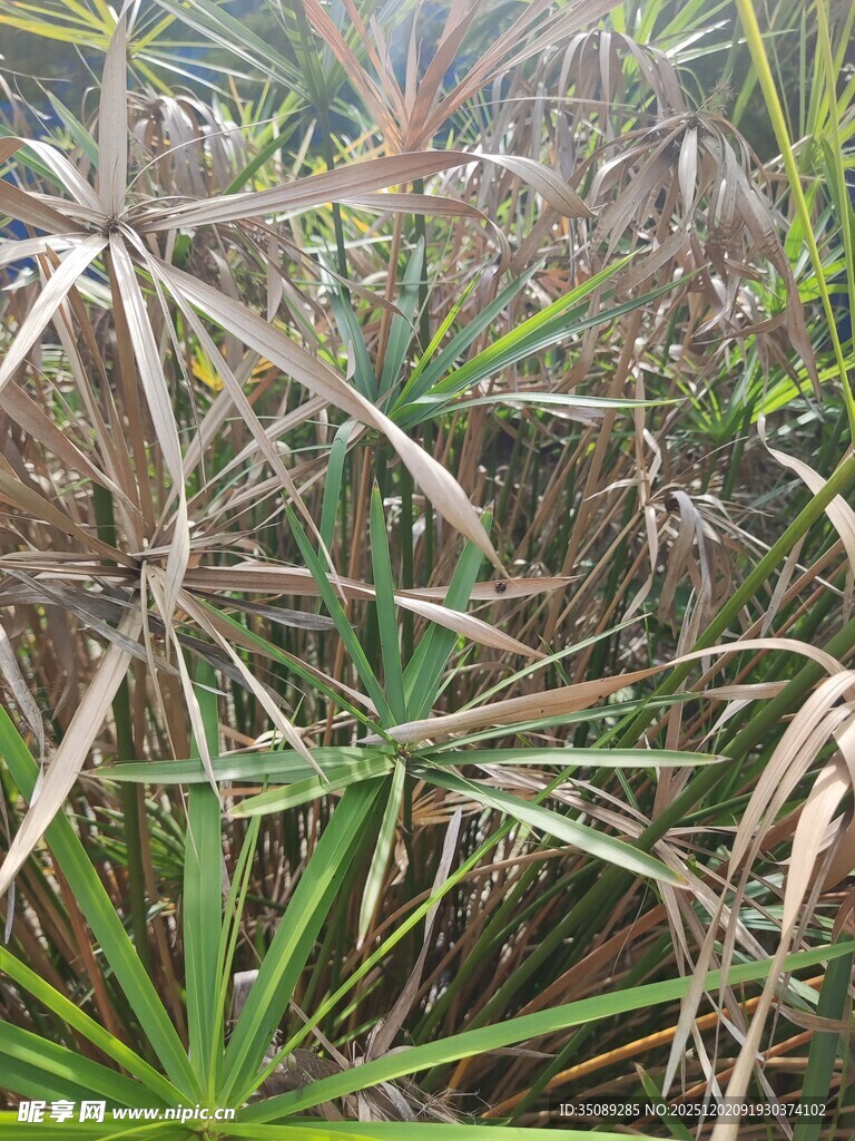 野外繁茂的绿色植物景观