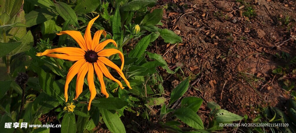 橙色花朵绽放于绿叶间