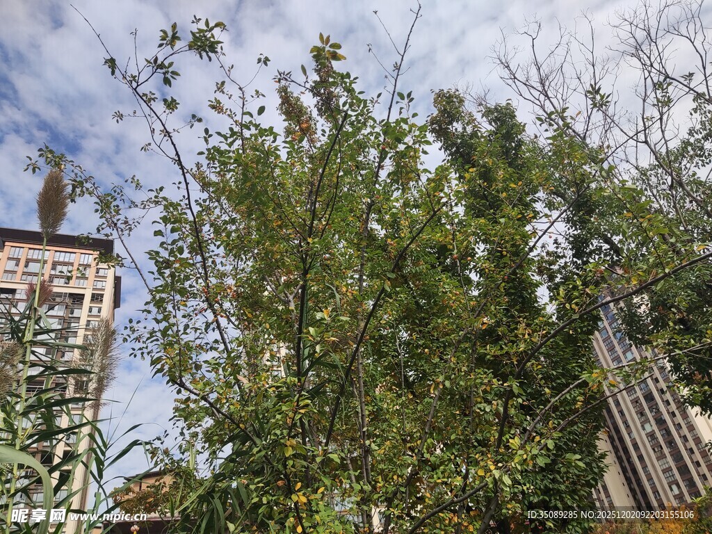 城市中繁茂生长的绿植