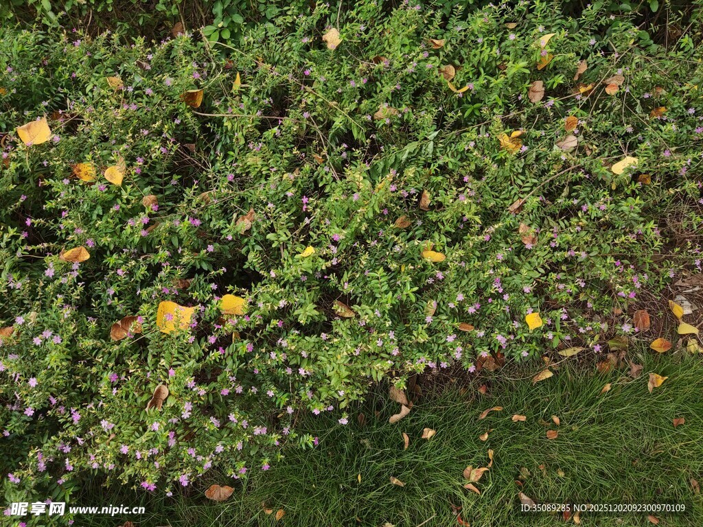 绿叶间的零星黄叶