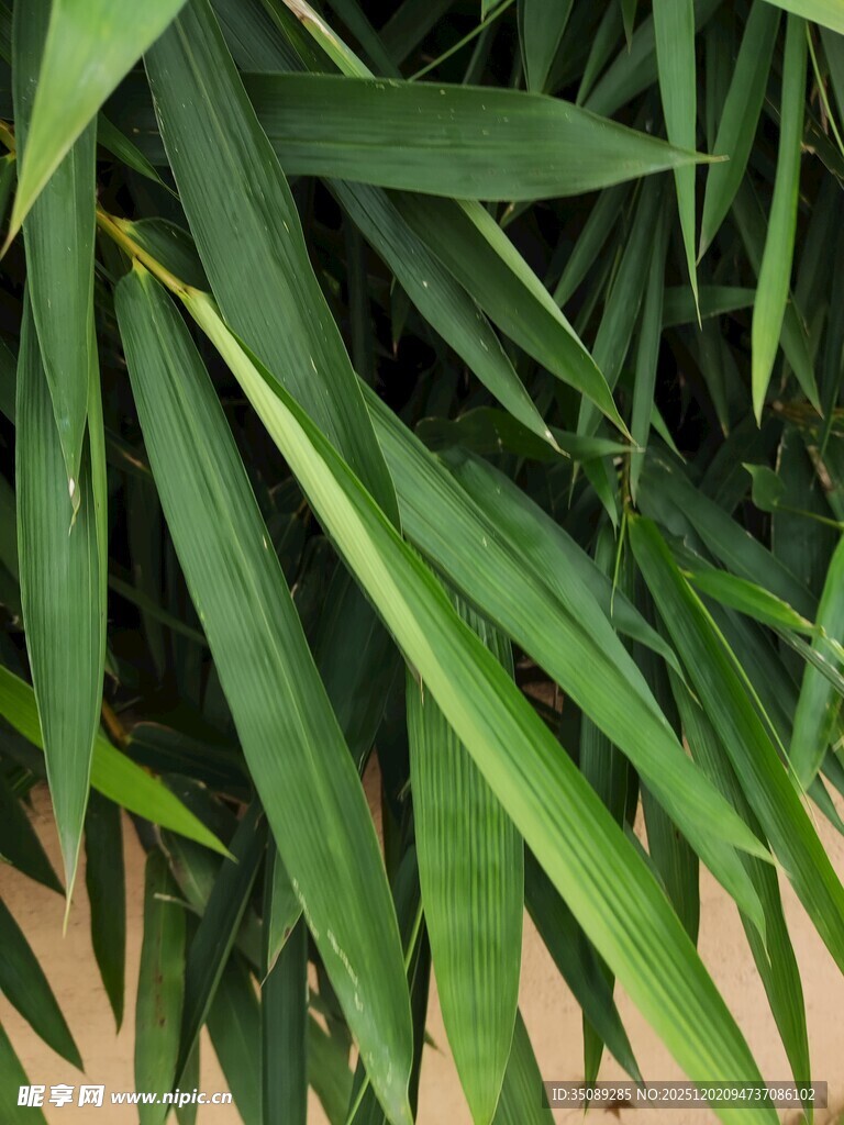 翠绿竹叶特写