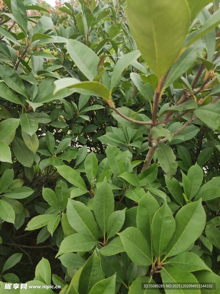 绿叶繁茂的植物景观