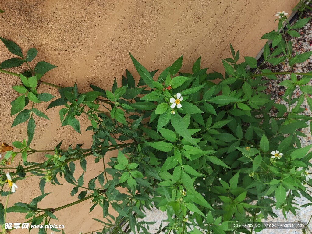 墙边绿植清新自然小景