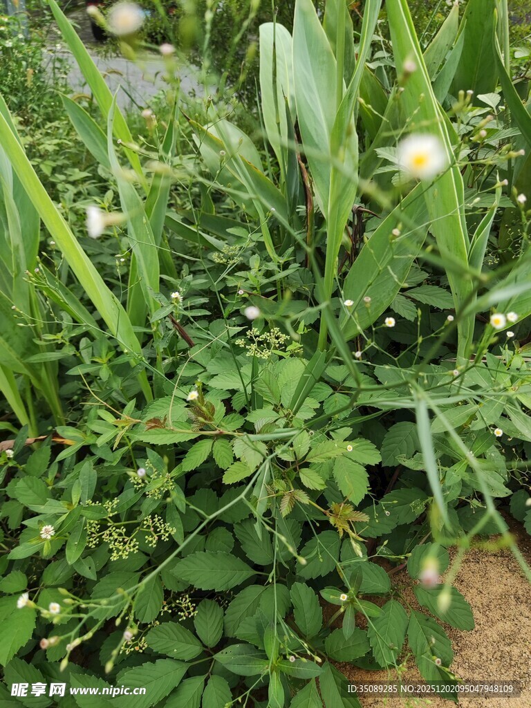 绿意盎然的草地植物景观