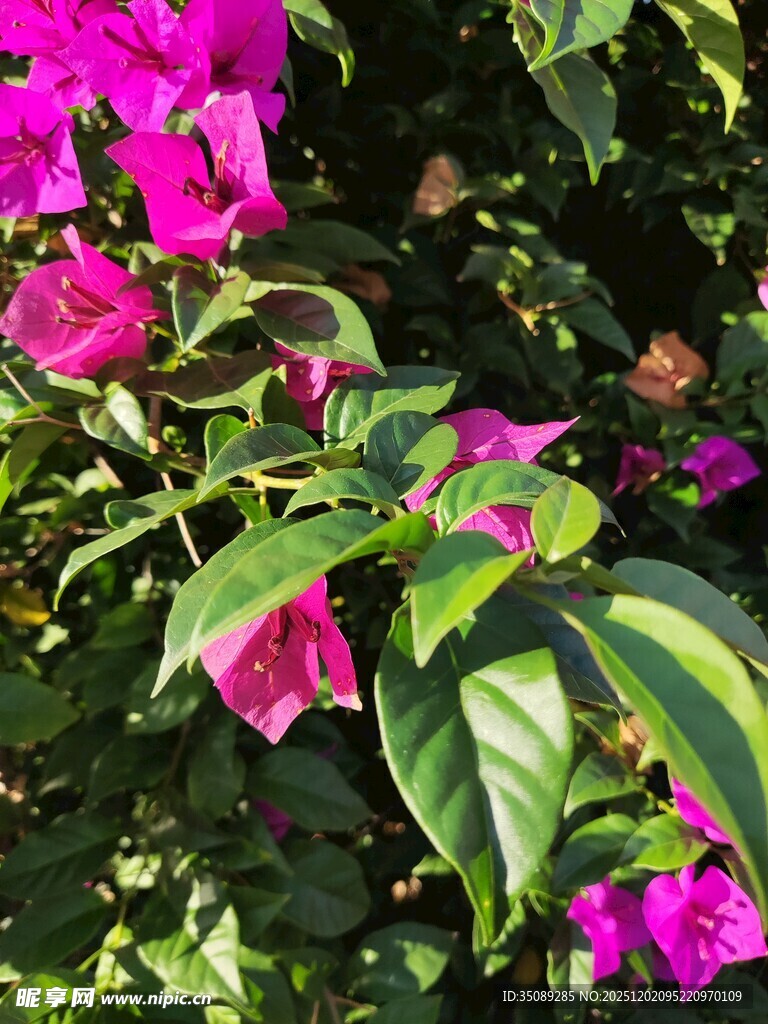 娇艳三角梅绽放绿意间