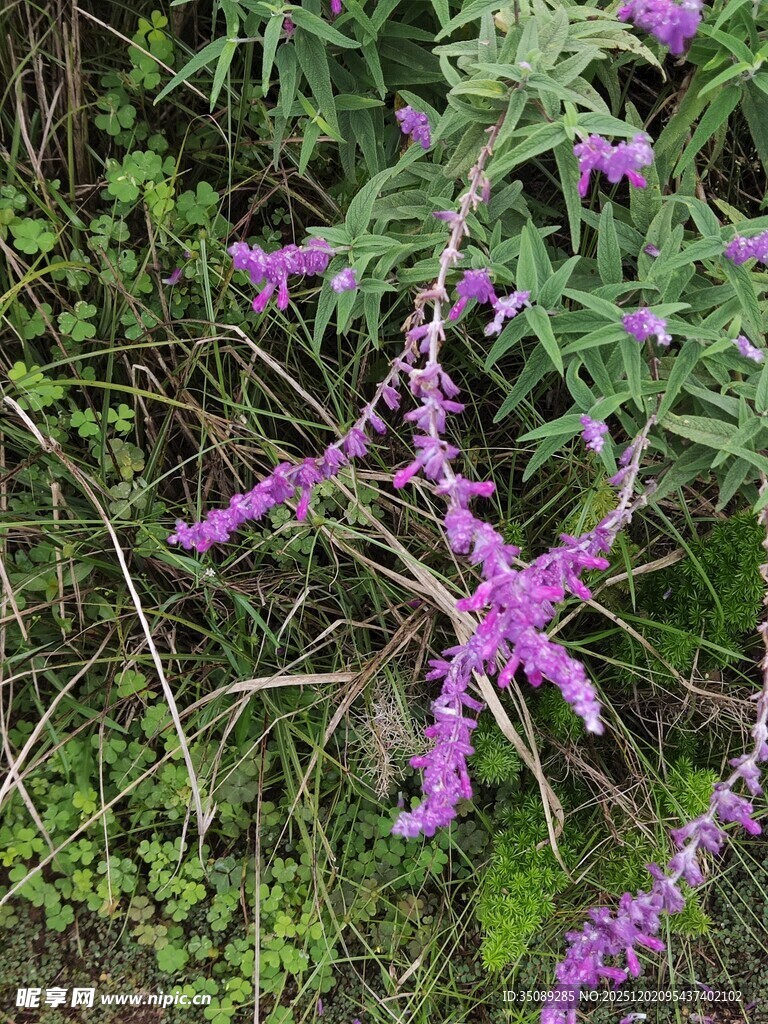 紫色野花绽放于草丛间