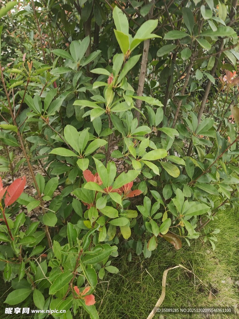 绿叶红花的自然植物景观