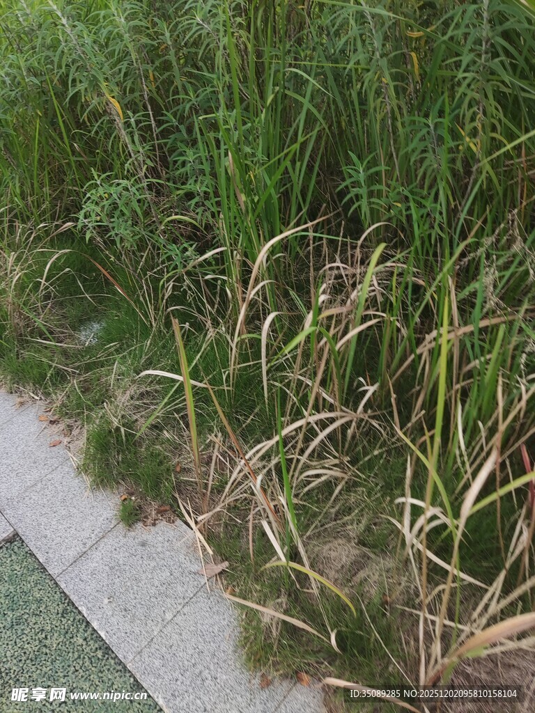 路边枯黄与翠绿交织的草