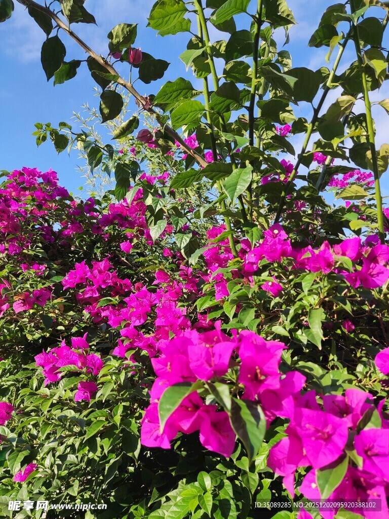 艳丽三角梅绽放于蓝天