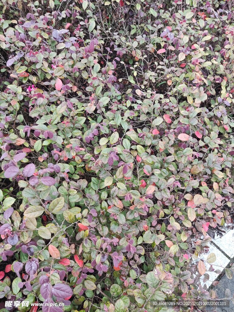 地面多彩植物景观