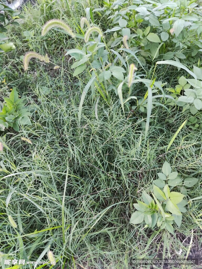 野外繁茂的绿色植物