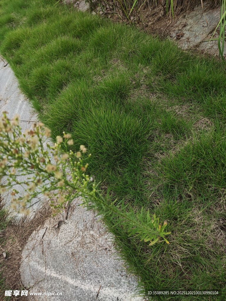 路边嫩绿草坪与小花