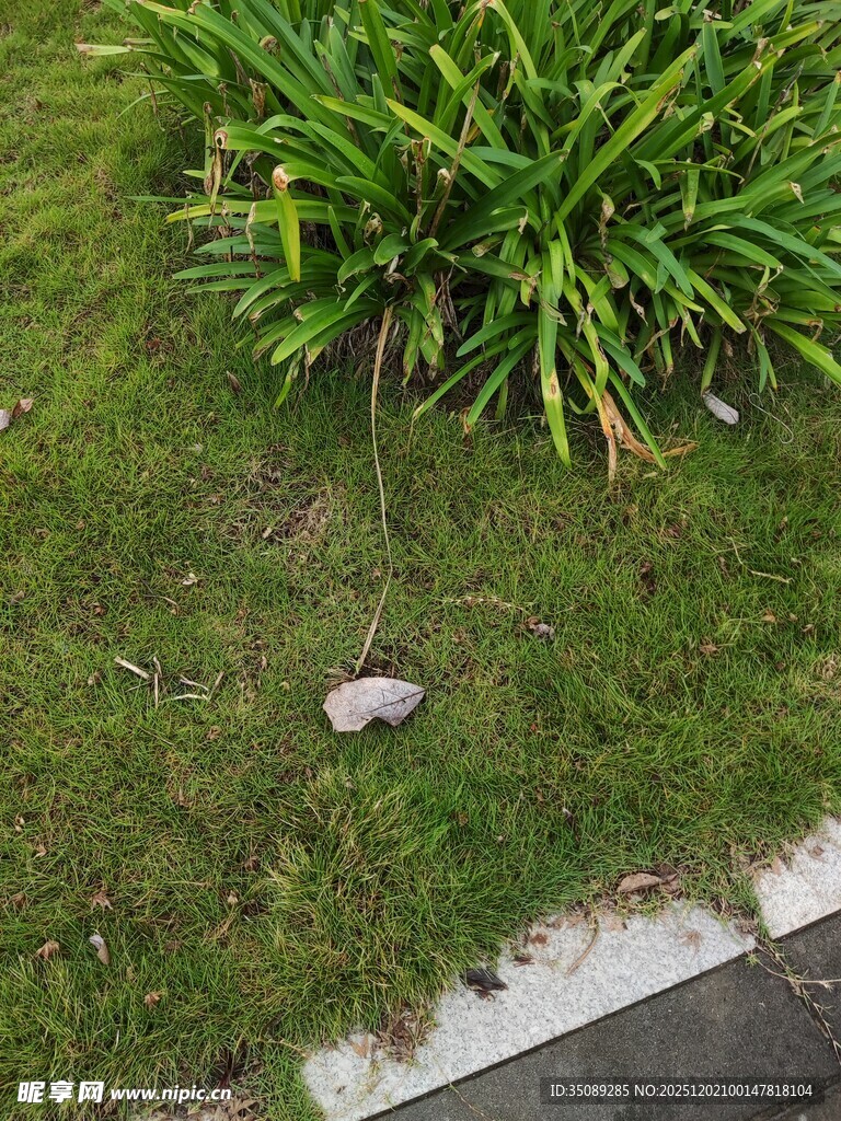 草地上的灰色小物件