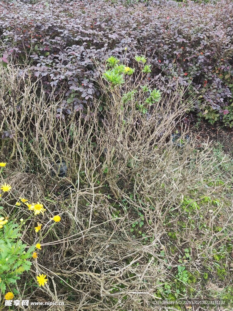 野外杂草丛中的黄色小花