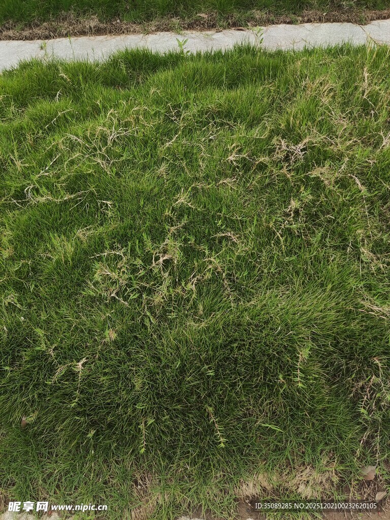 绿意盎然的草地景观