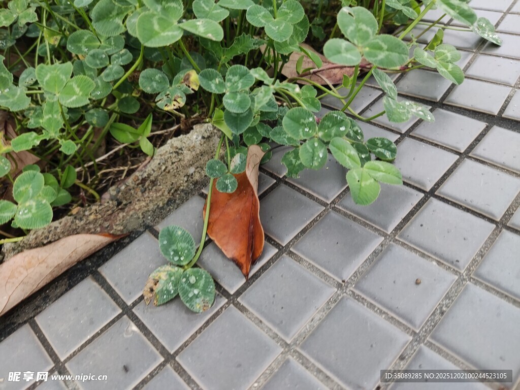 瓦缝中的枯叶与绿植