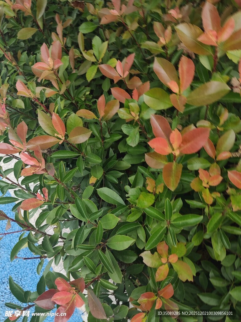 多彩叶片的绿植景观