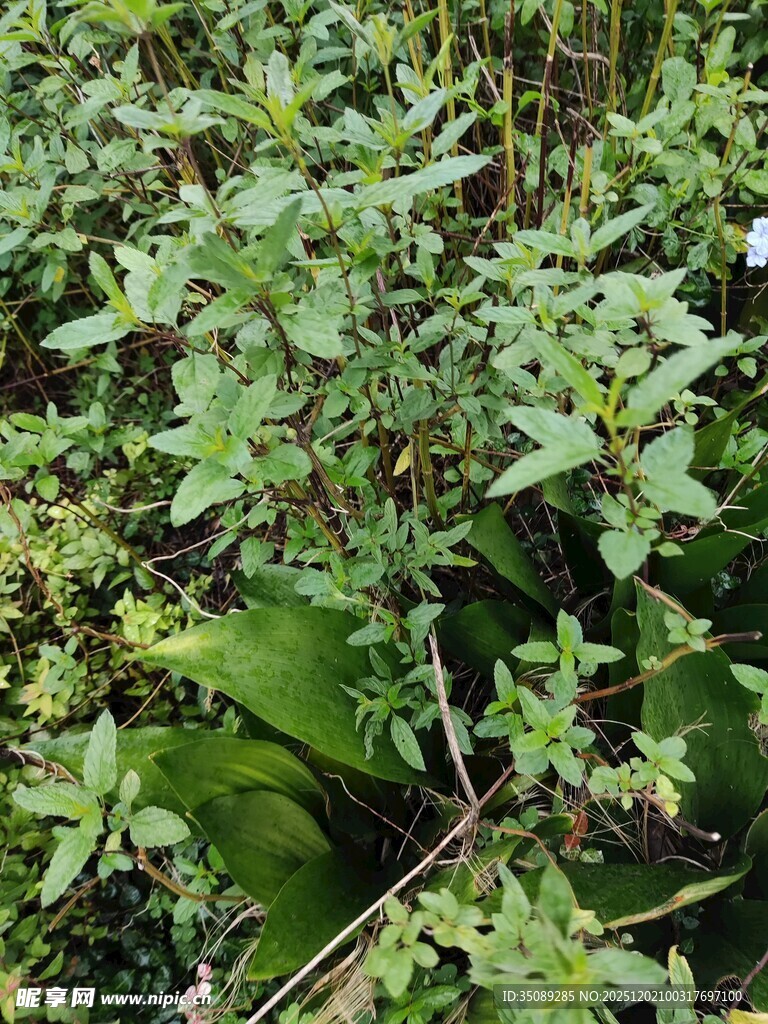 绿叶繁茂的植物景观