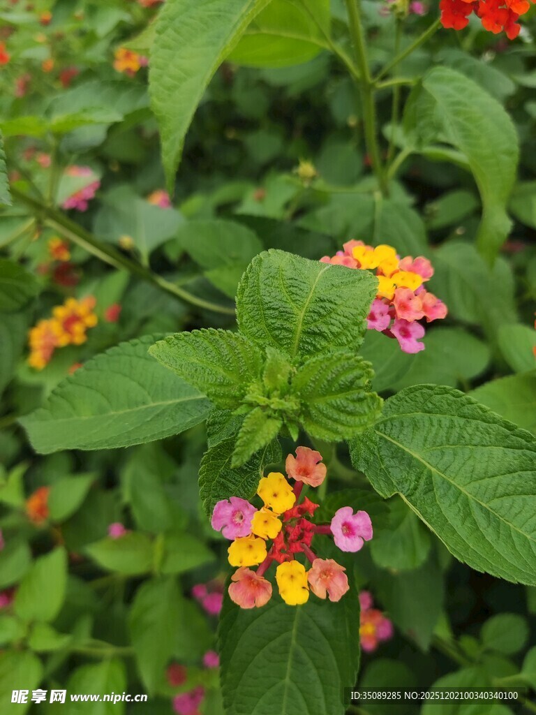 多彩马缨丹绽放绿叶间