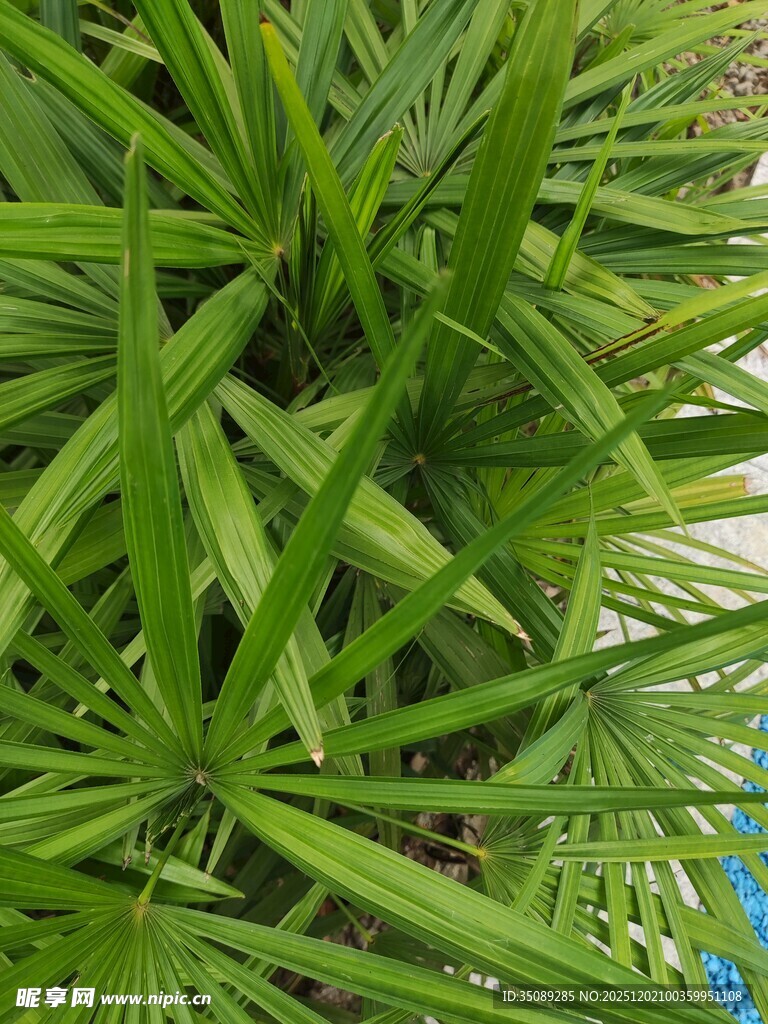 翠绿繁茂的热带绿植