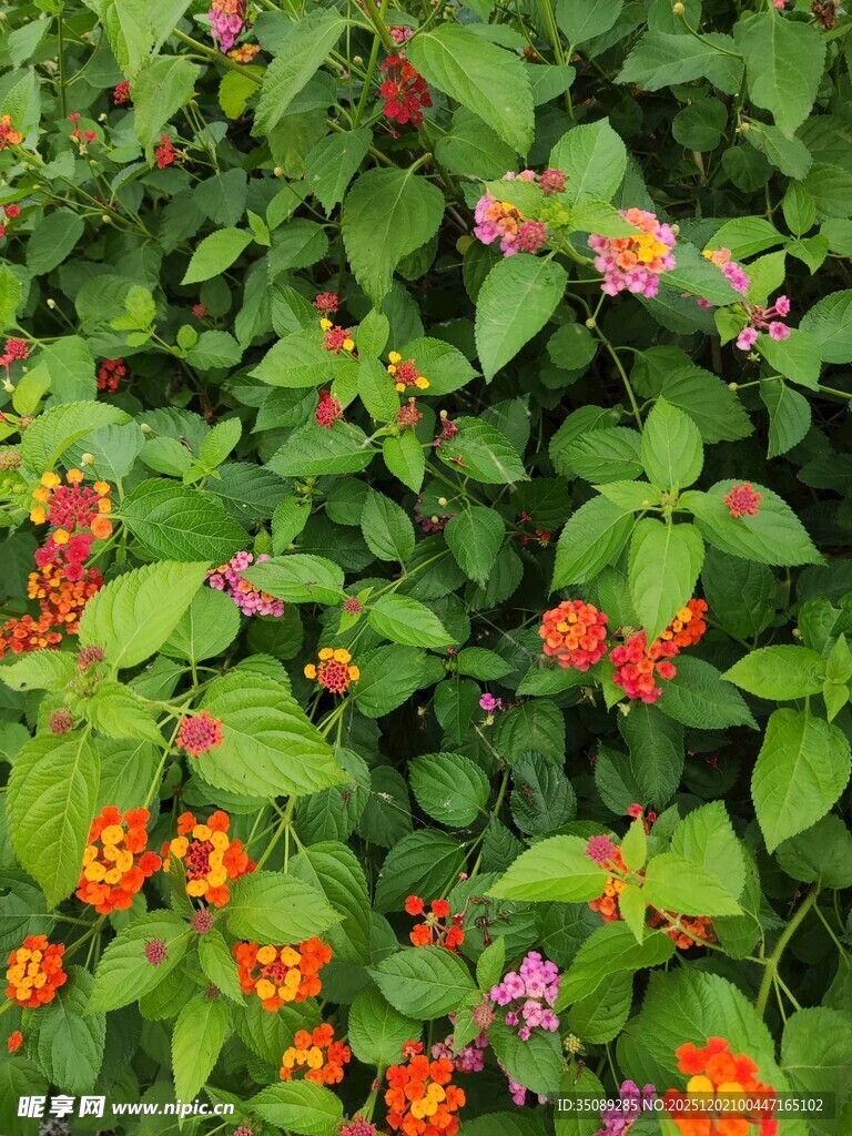 绿叶间绽放的多彩小花