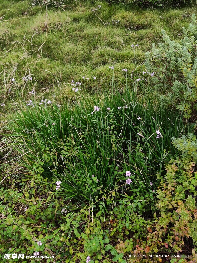 草地中的多样植物景观