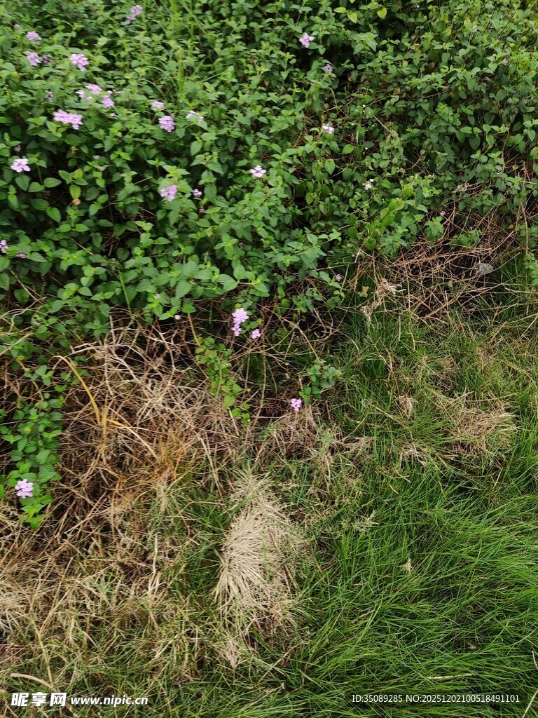 野外绿植与地面景象