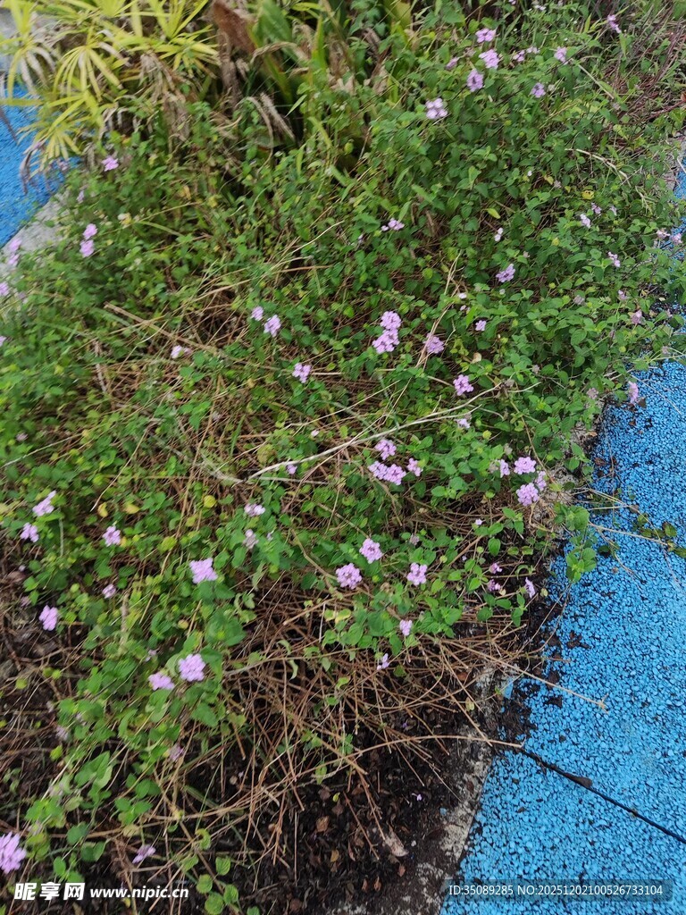 路边绽放的紫色小花