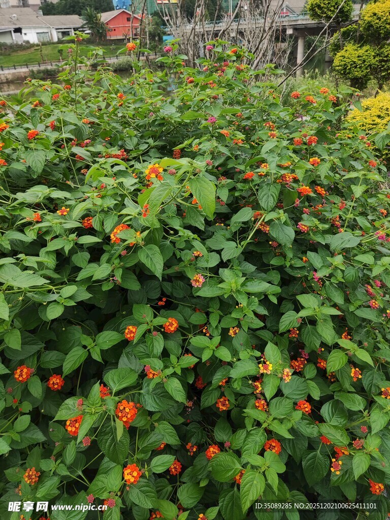 繁茂花丛中的鲜艳红果