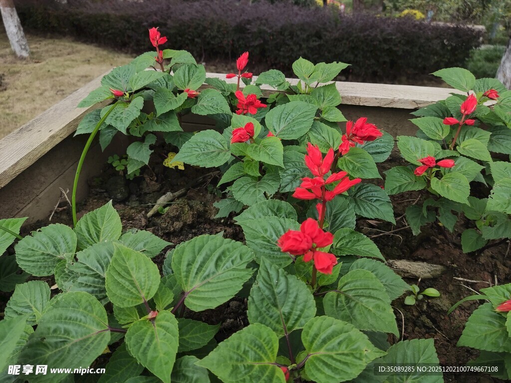 娇艳红花朵与绿叶相映