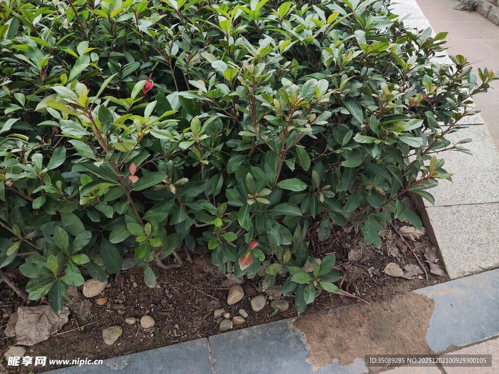 路边翠绿灌木丛