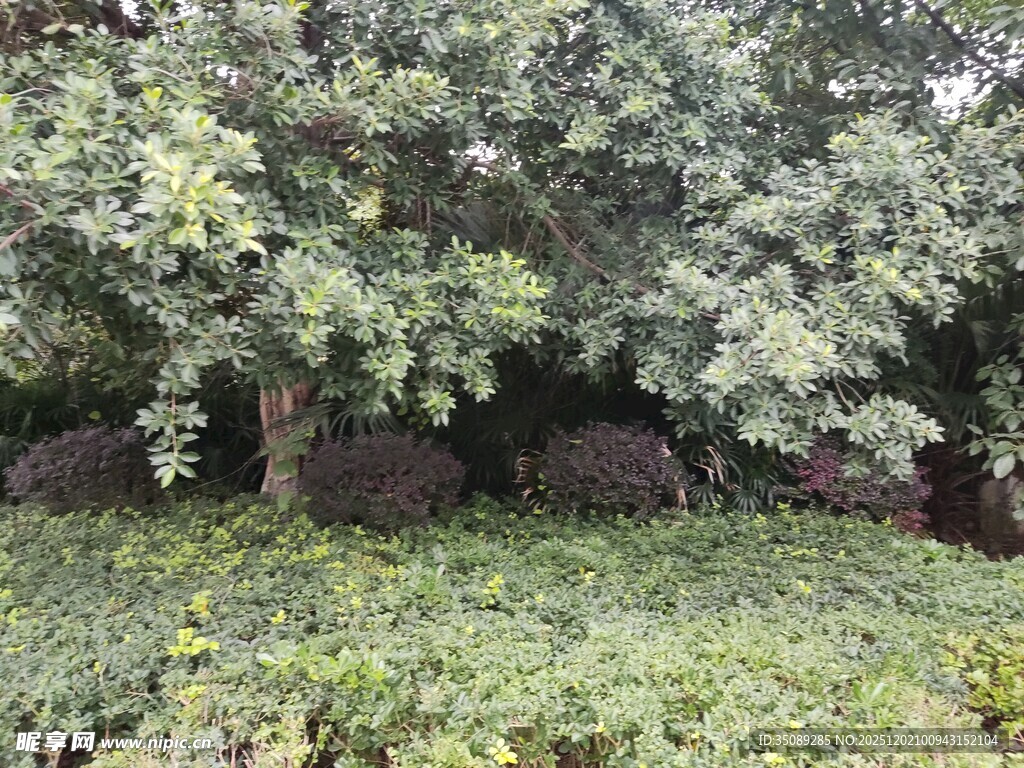 繁茂绿植与古朴石景