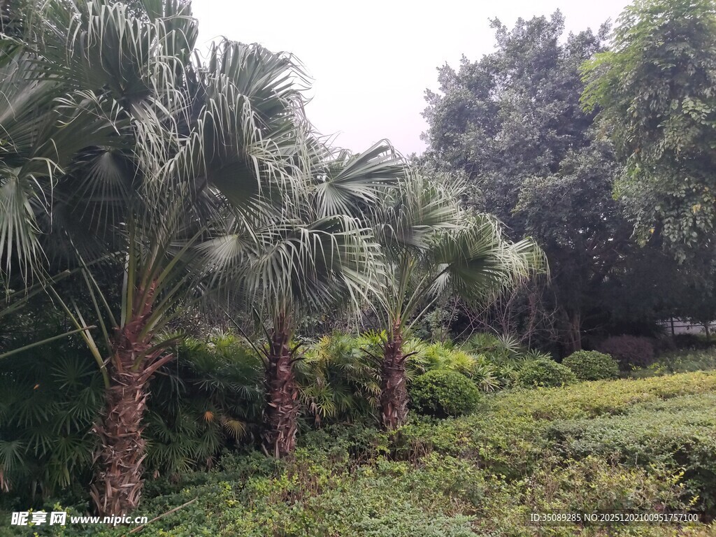 热带植物景观绿意盎然