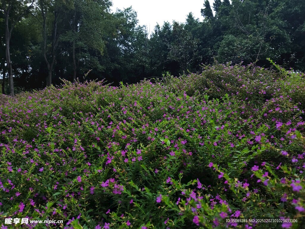 紫色花海绿意环绕的美景