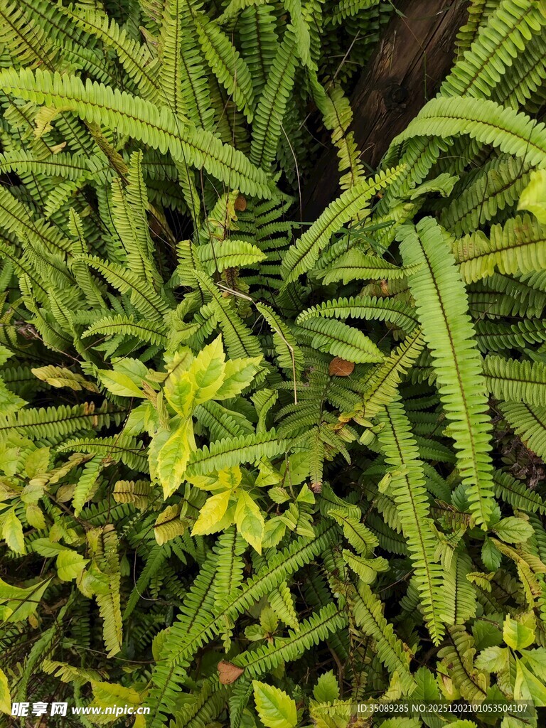 翠绿繁茂的丛生植物