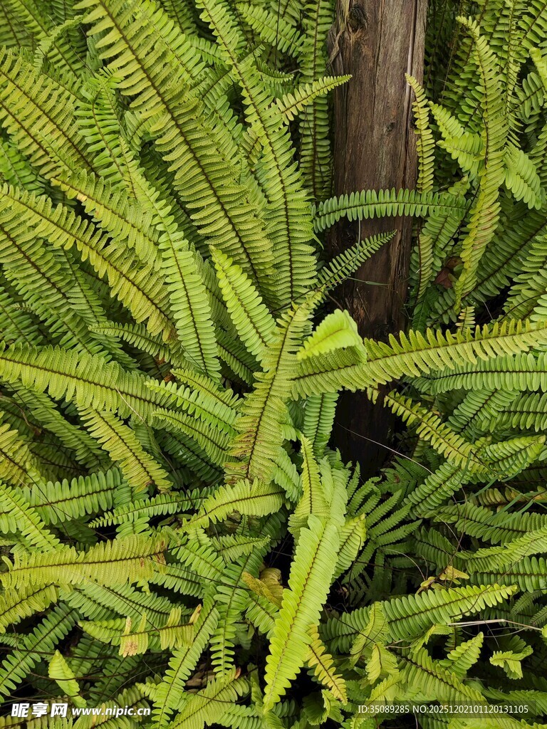 翠绿蕨类植物生机盎然