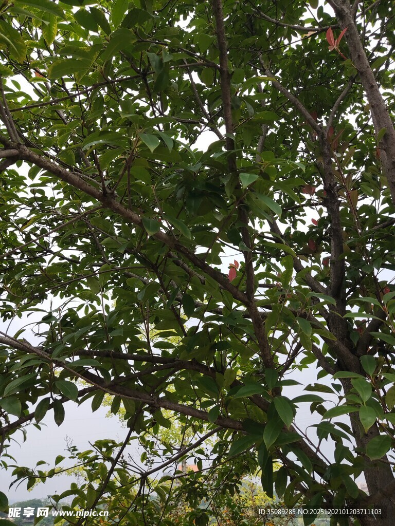 繁茂绿树枝叶间的自然景致