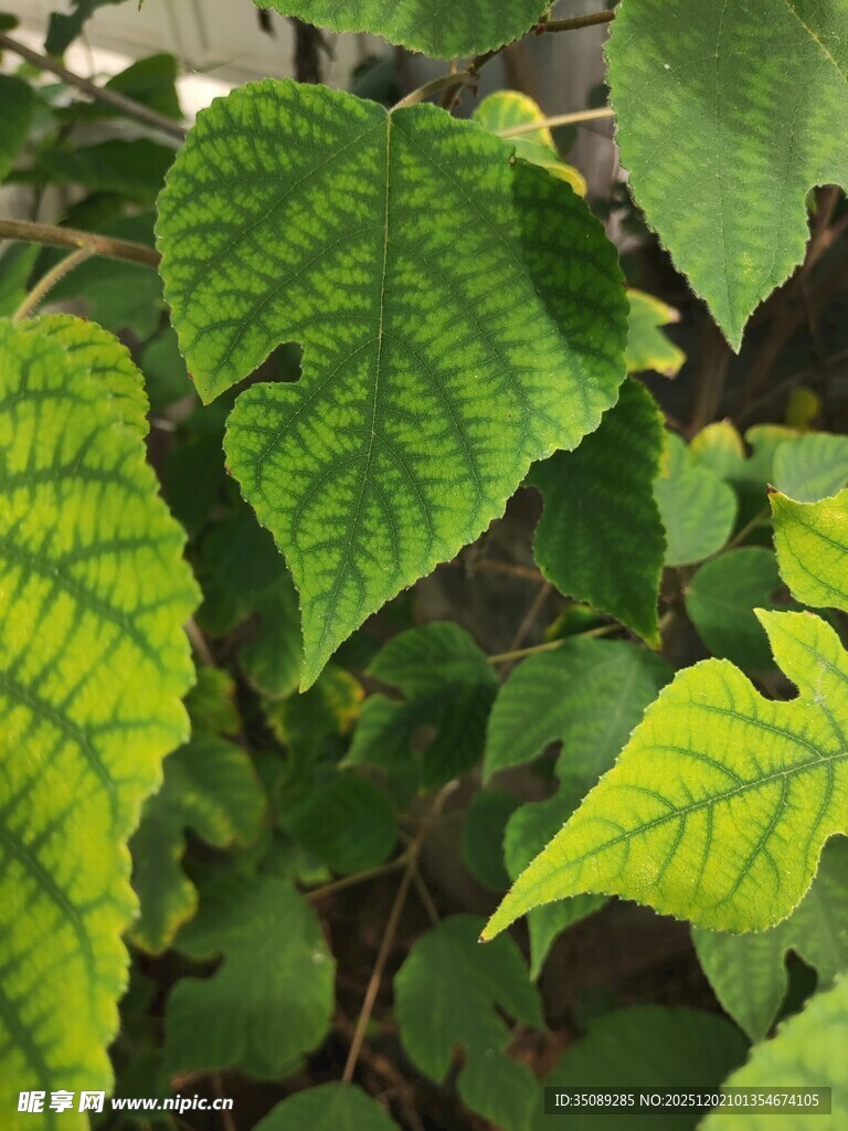 翠绿叶片展现自然生机