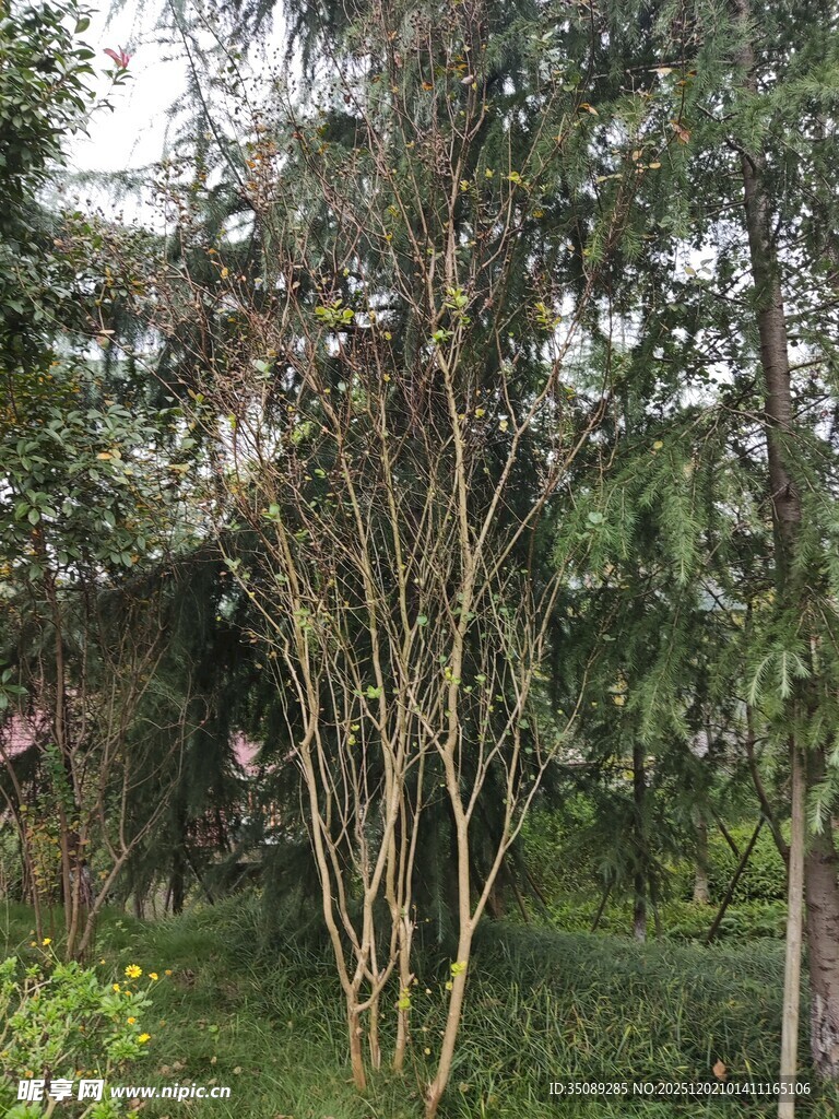 野外丛生的细枝干树木