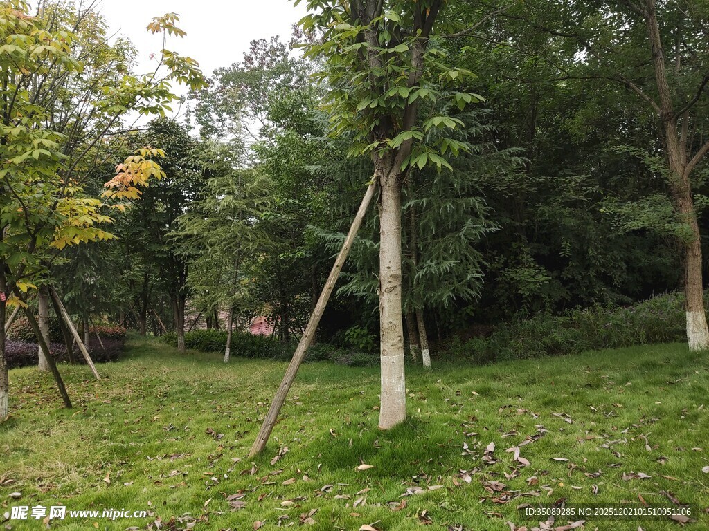 林间树木支撑场景