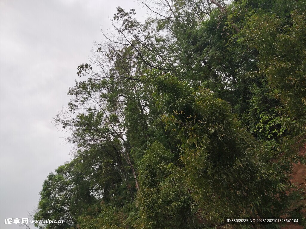 繁茂绿树展现自然生机