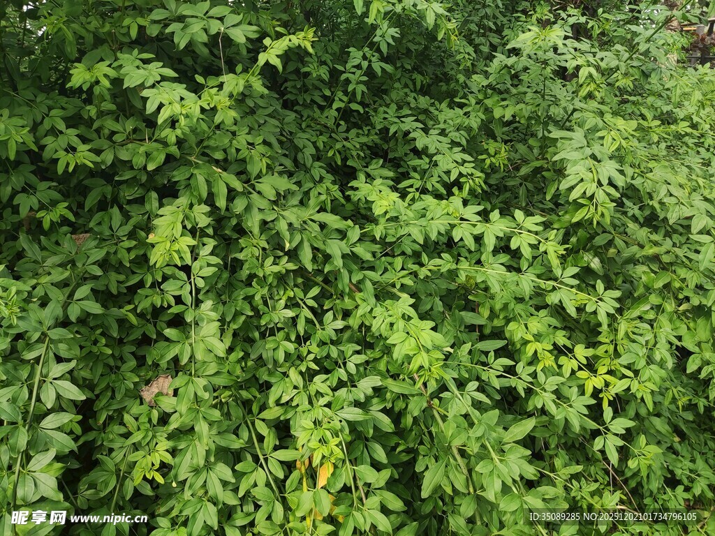 翠绿繁茂的藤蔓植物景观